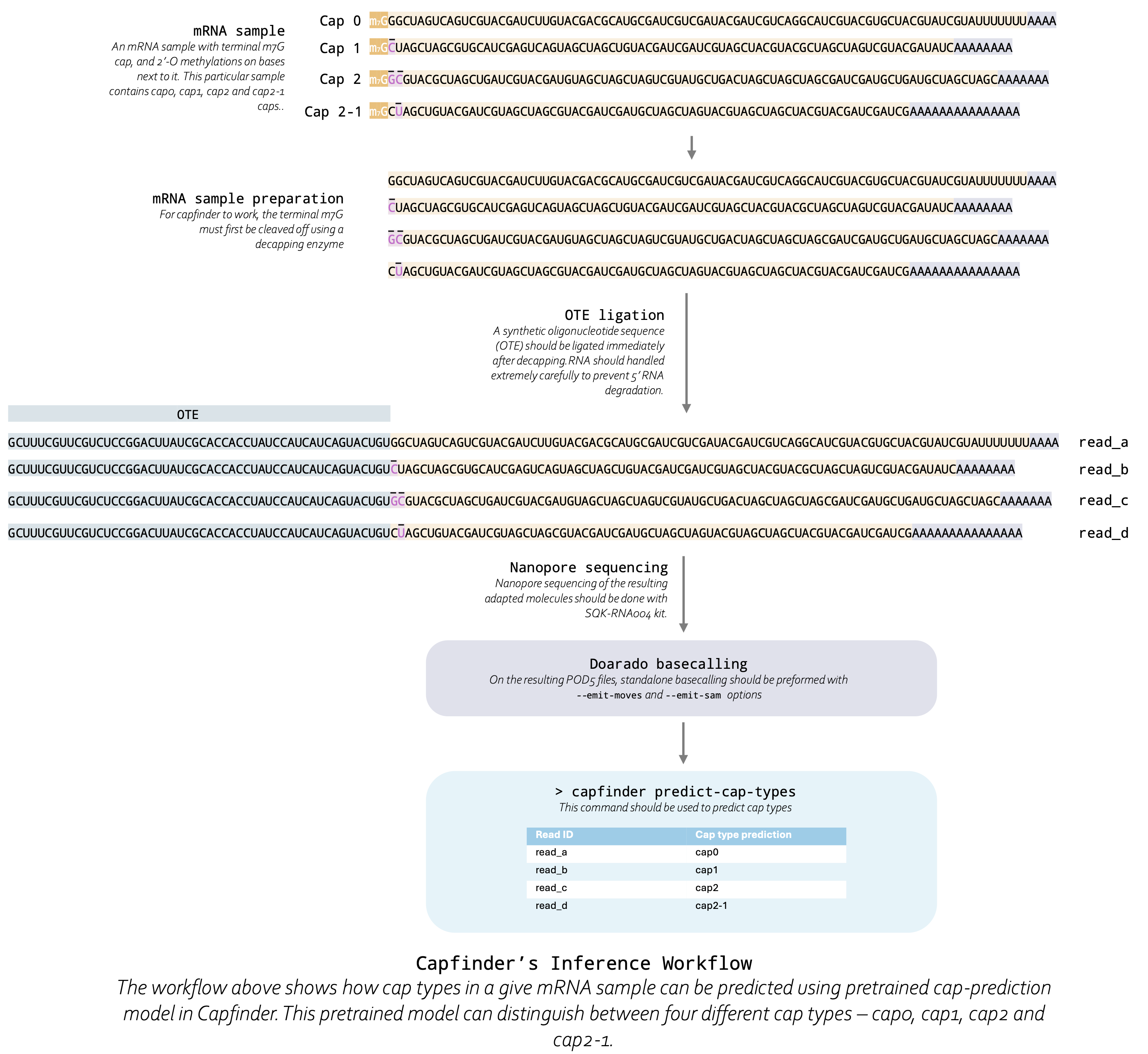 Capfinder's Usage Workflow